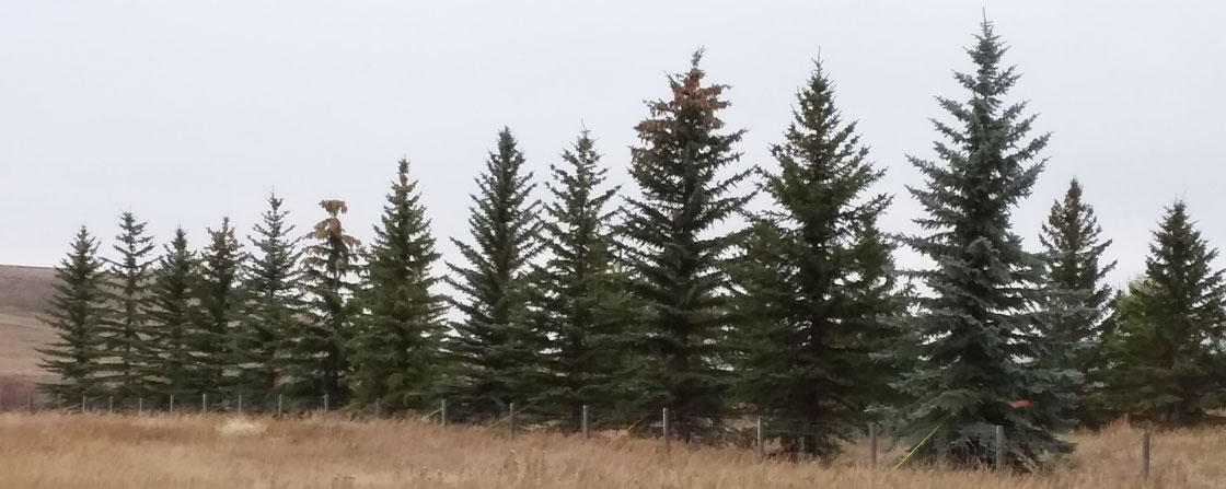 Trees moved into a row